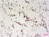 登錄號:A00004505藏品圖，第2張