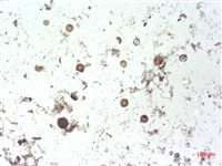 登錄號:A00004506藏品圖，第2張