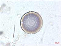 登錄號:A00004506藏品圖，第4張