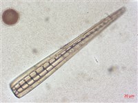 登錄號:A00004506藏品圖，第6張
