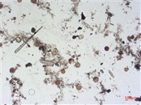 登錄號:A00004507藏品圖，第2張
