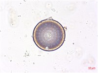登錄號:A00004508藏品圖，第3張