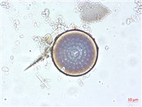 登錄號:A00004508藏品圖，第4張