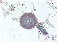 登錄號:A00004509藏品圖，第5張