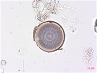 登錄號:A00004510藏品圖，第3張