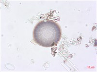 登錄號:A00004511藏品圖，第3張