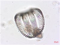 登錄號:A00004511藏品圖，第4張
