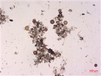 登錄號:A00004512藏品圖，第2張