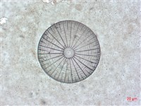 登錄號:A00004514藏品圖，第3張