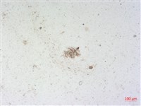 登錄號:A00004515藏品圖，第2張