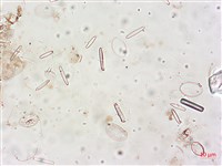 登錄號:A00004515藏品圖，第5張