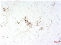 登錄號:A00004516藏品圖，第2張