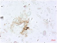 登錄號:A00004516藏品圖，第3張