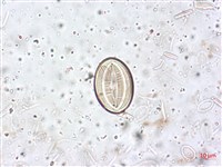登錄號:A00004517藏品圖，第3張