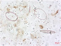 登錄號:A00004517藏品圖，第5張
