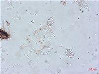 登錄號:A00004518藏品圖，第3張