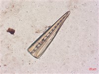 登錄號:A00004518藏品圖，第5張