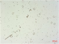 登錄號:A00004519藏品圖，第2張