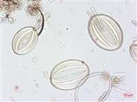 登錄號:A00004519藏品圖，第3張