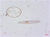 館號:A00004520藏品圖，第6張