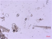 登錄號:A00004521藏品圖，第2張