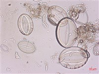 登錄號:A00004521藏品圖，第3張