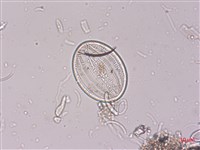 登錄號:A00004521藏品圖，第5張