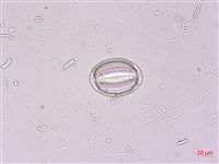 登錄號:A00004521藏品圖，第6張