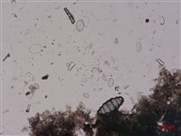 登錄號:A00004522藏品圖，第2張