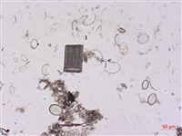 登錄號:A00004523藏品圖，第2張