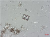 登錄號:A00004523藏品圖，第6張