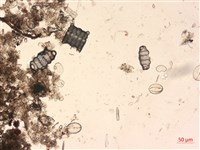 登錄號:A00004524藏品圖，第2張