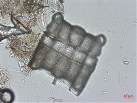 登錄號:A00004524藏品圖，第4張