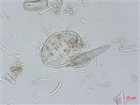 登錄號:A00004524藏品圖，第6張