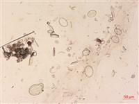登錄號:A00004525藏品圖，第2張