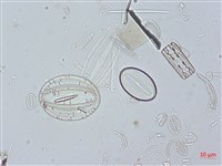 登錄號:A00004525藏品圖，第3張