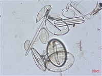 登錄號:A00004525藏品圖，第5張