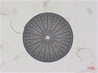 登錄號:A00004525藏品圖，第6張