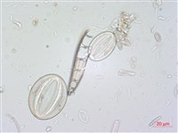 登錄號:A00004526藏品圖，第4張