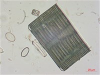 登錄號:A00004526藏品圖，第5張