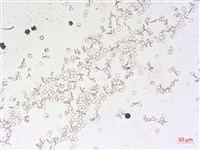 登錄號:A00004527藏品圖，第2張
