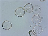 登錄號:A00004527藏品圖，第3張
