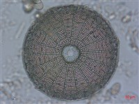 登錄號:A00004528藏品圖，第5張