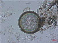 登錄號:A00004528藏品圖，第6張