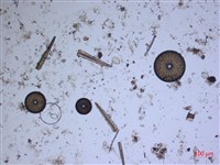 登錄號:A00004529藏品圖，第2張