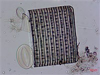 登錄號:A00004529藏品圖，第3張