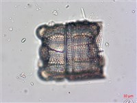 登錄號:A00004529藏品圖，第4張