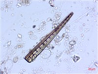 登錄號:A00004529藏品圖，第5張