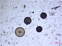 登錄號:A00004530藏品圖，第2張