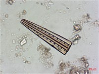 登錄號:A00004530藏品圖，第3張